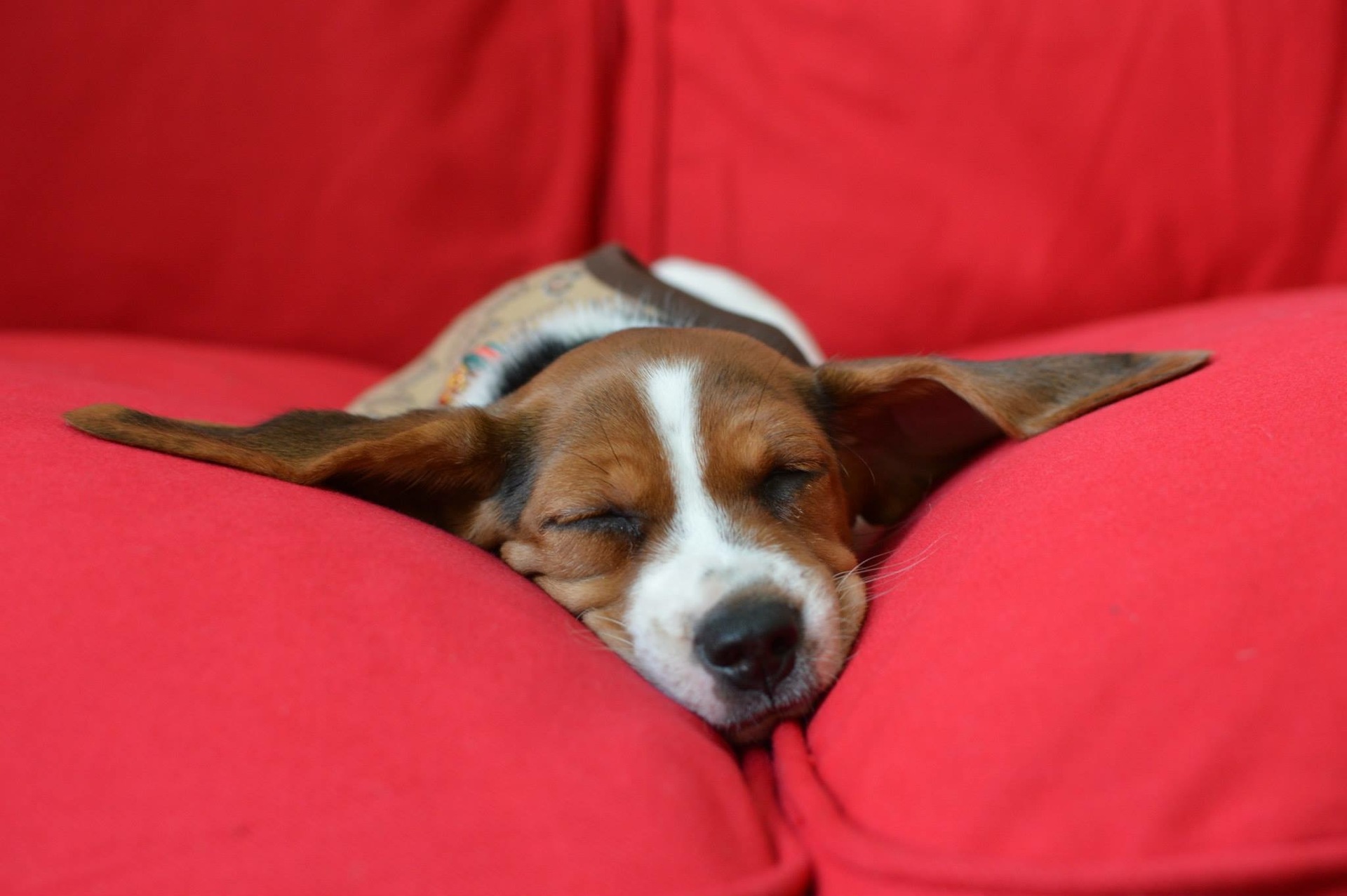 Pup nap! example photo