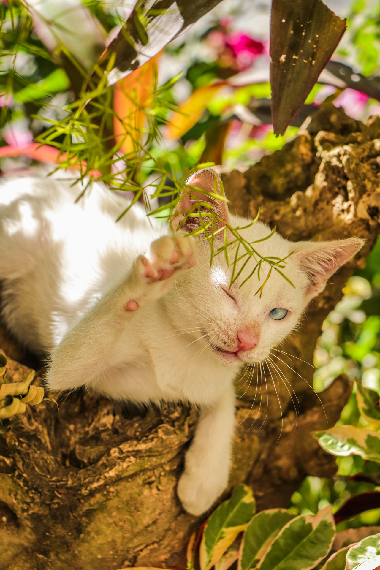 Introduce Your Pet! example photo