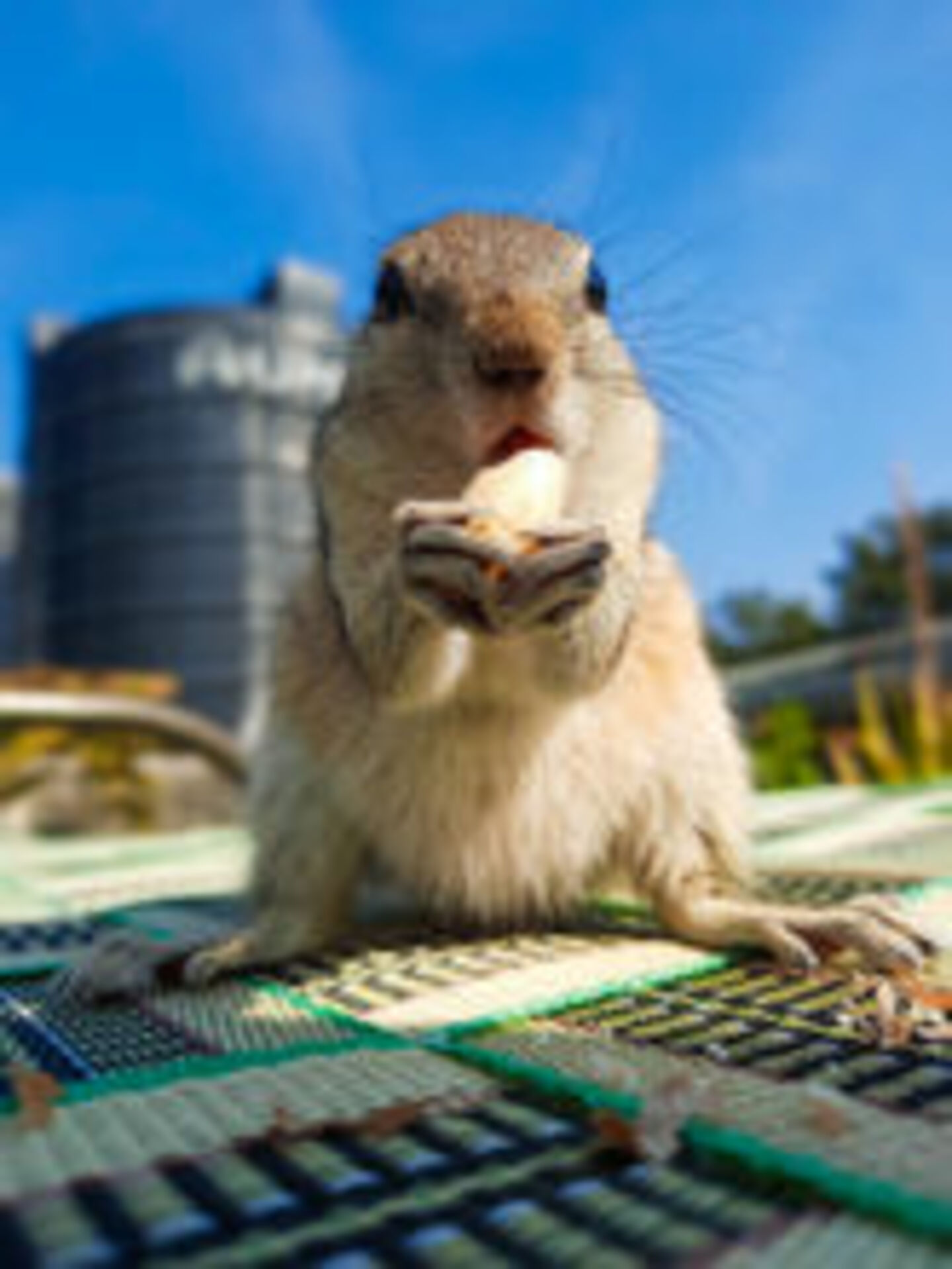 Urban Nature: Wildlife example photo