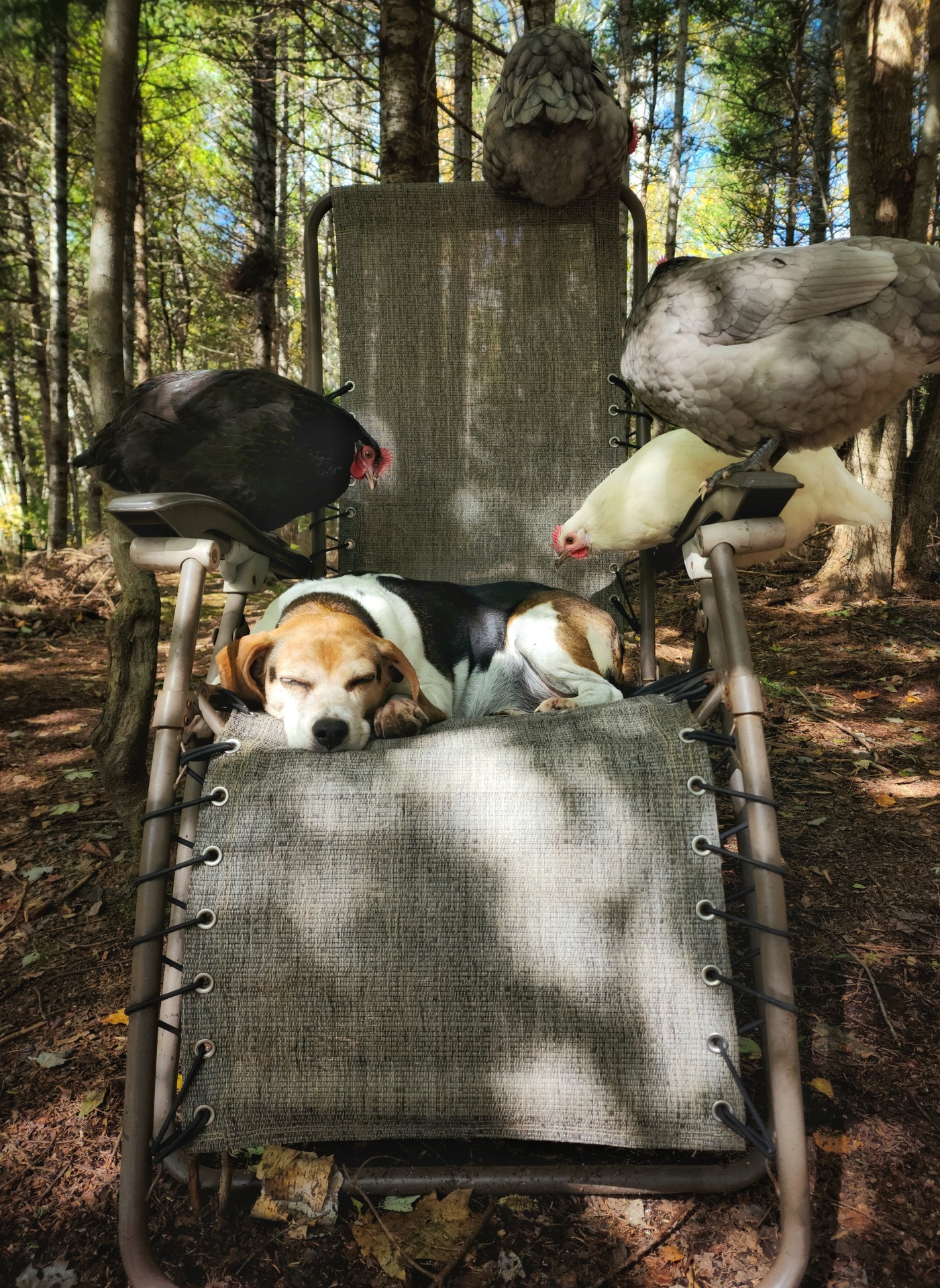 Introduce Your Pet! example photo