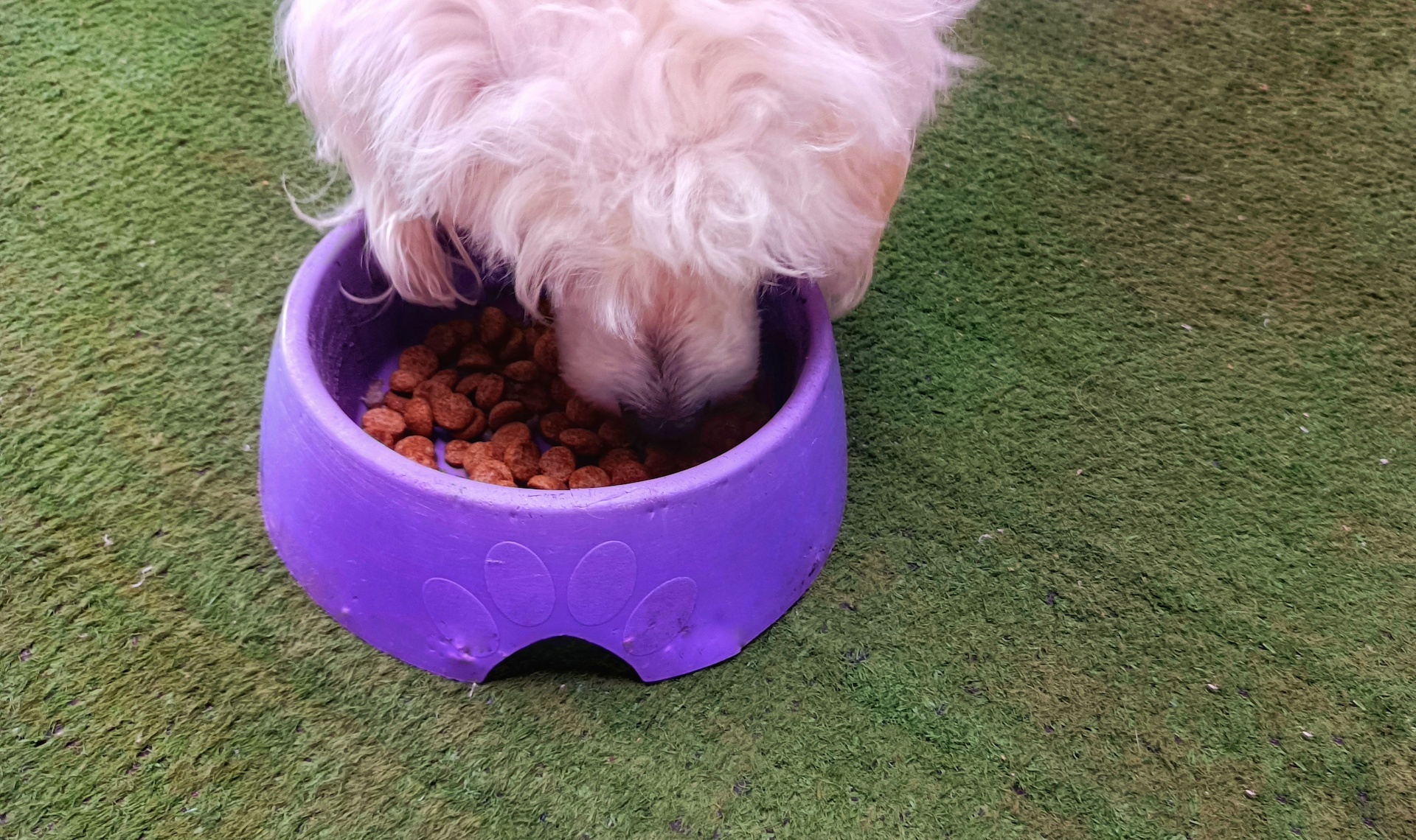 A Dog and its Food 🐶 example photo