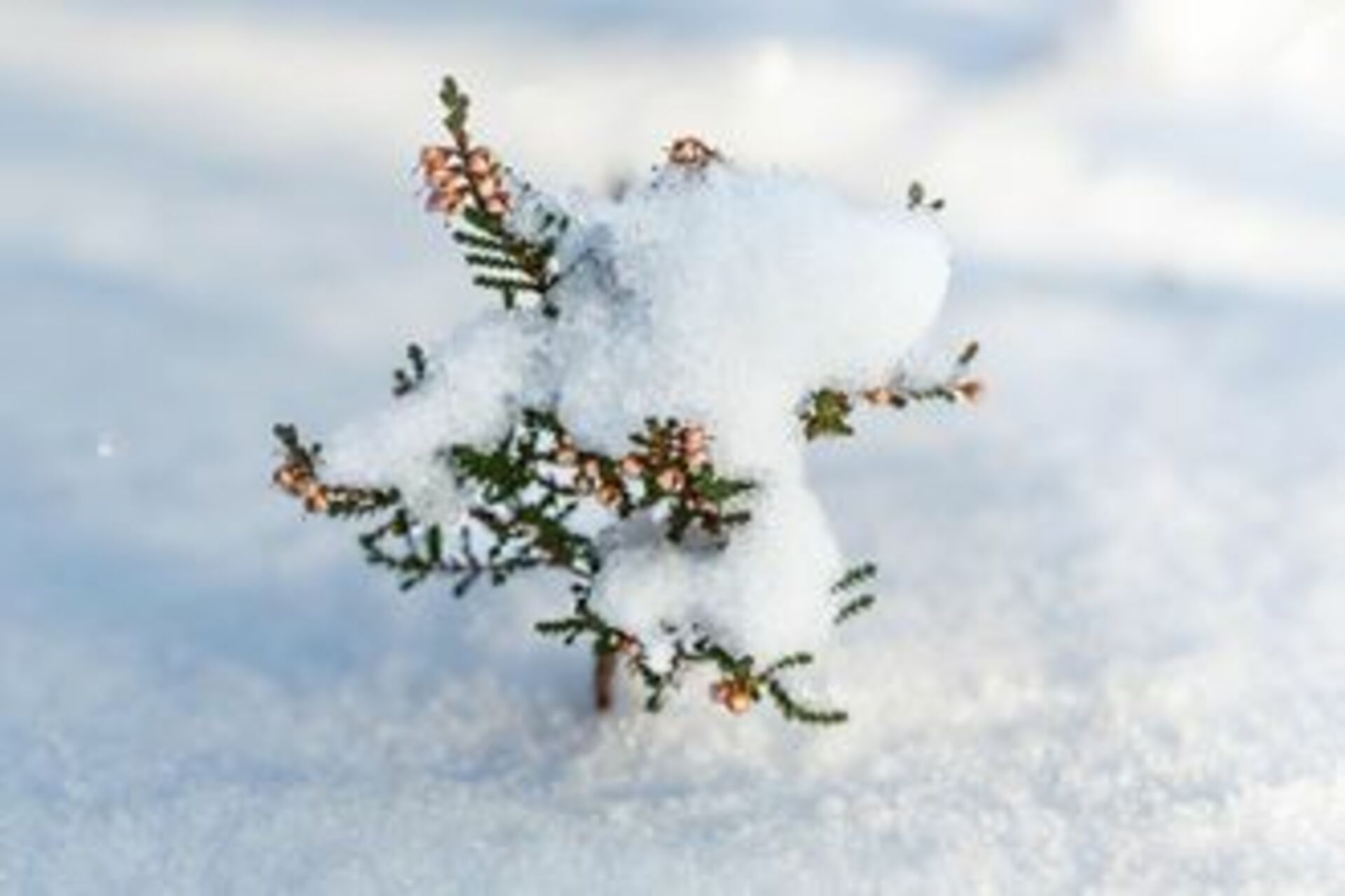 Battle: Winter vs. Spring example photo