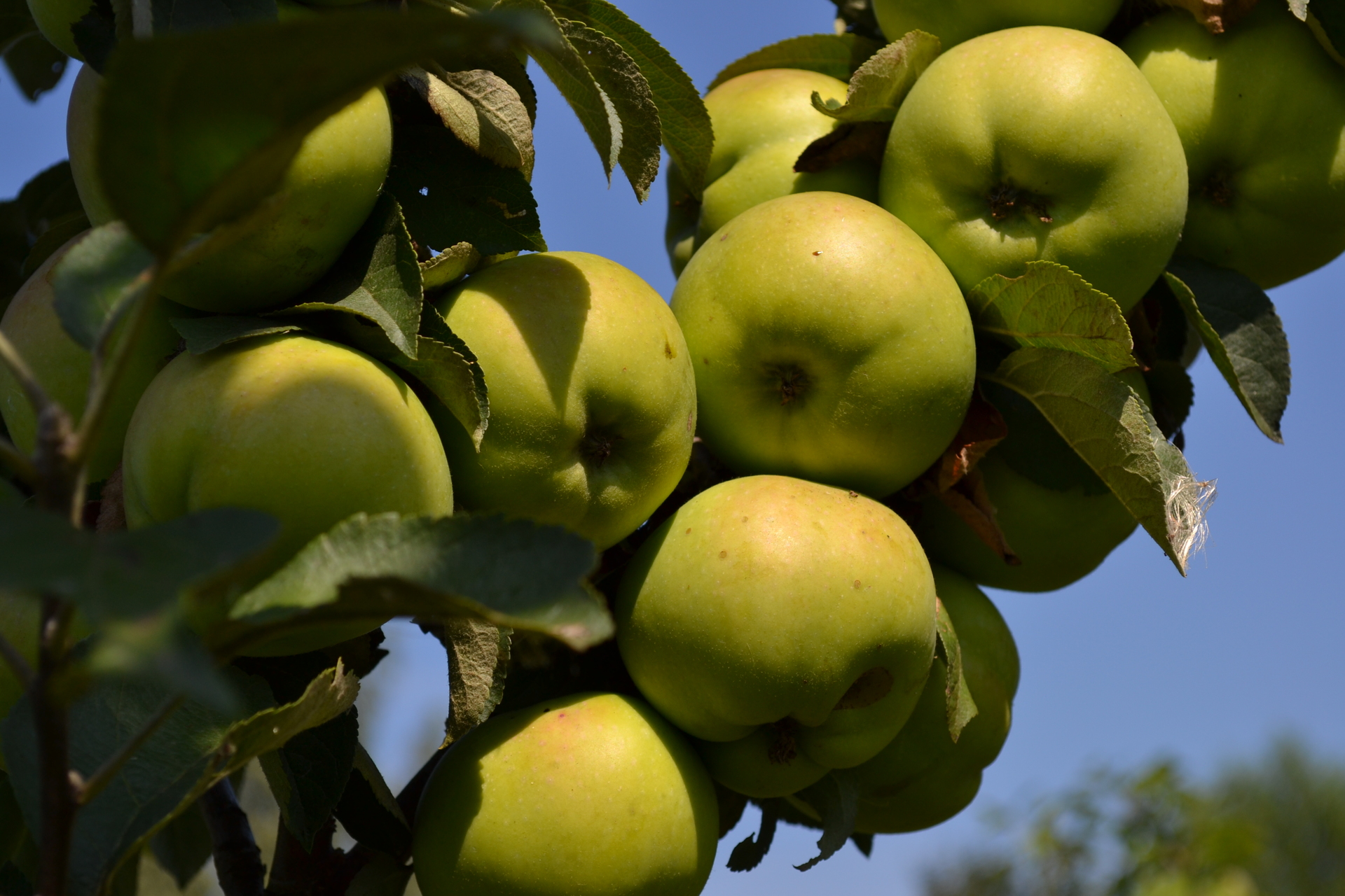 One apple a day, keeps the doctor away example photo