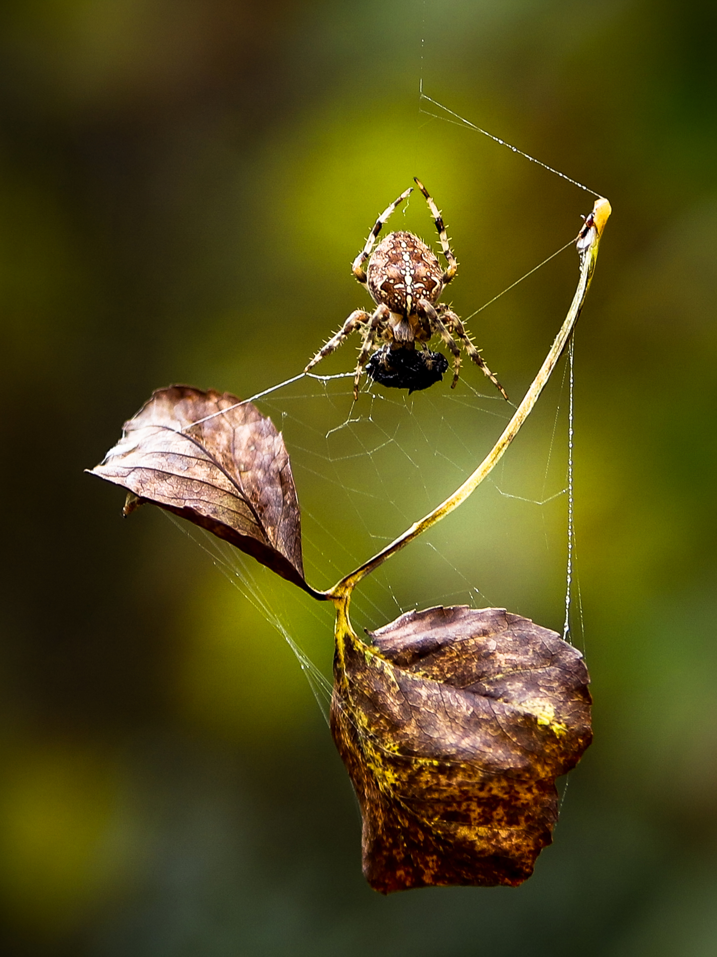 Upload your Photo of the Week                 example photo