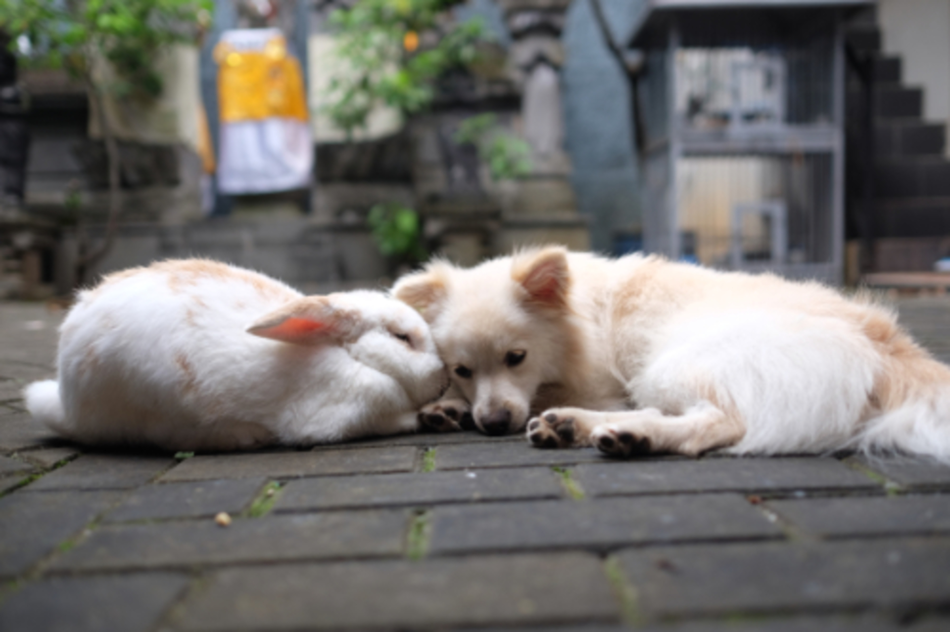 The Year of the Rabbit example photo