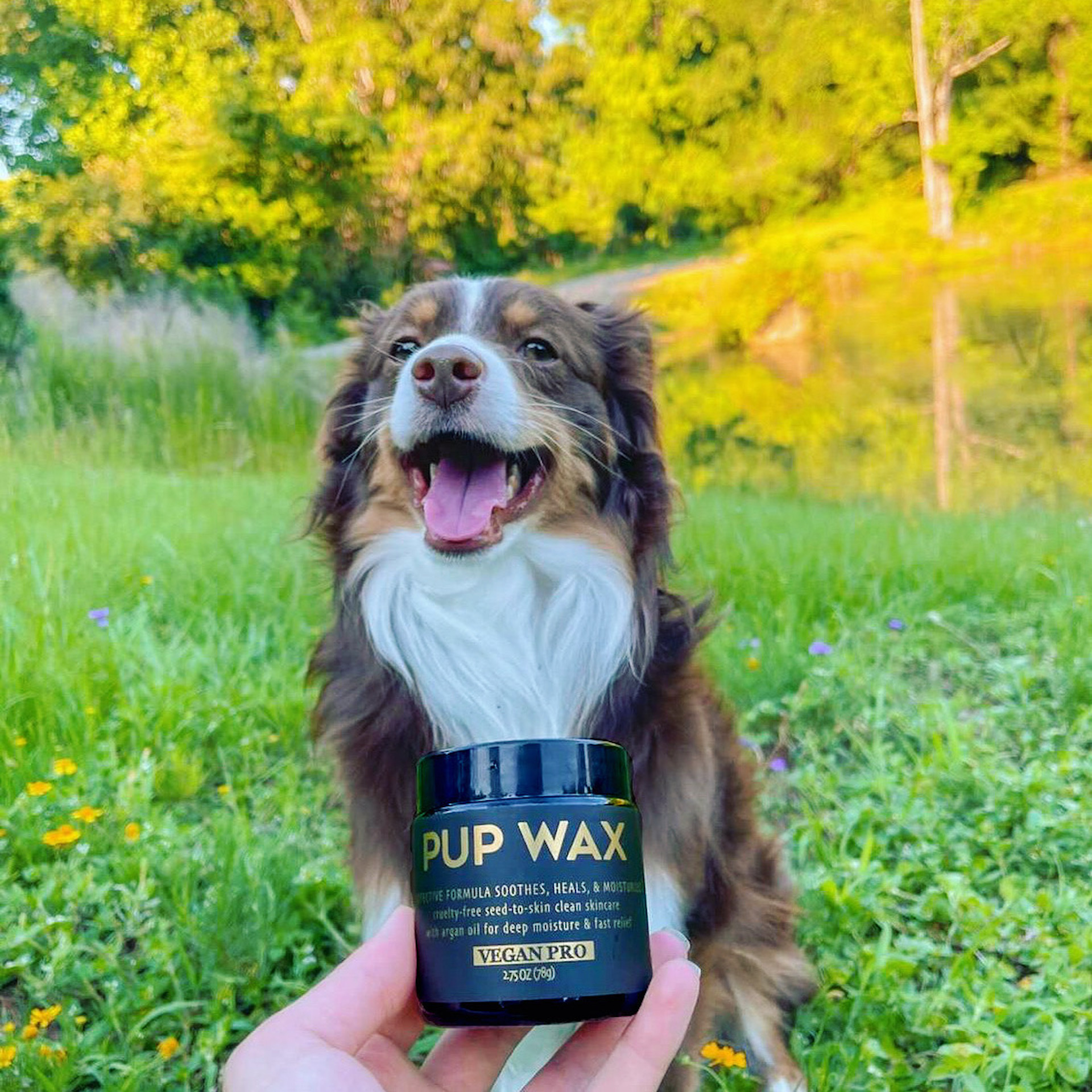 Pup Safe and Fun example photo