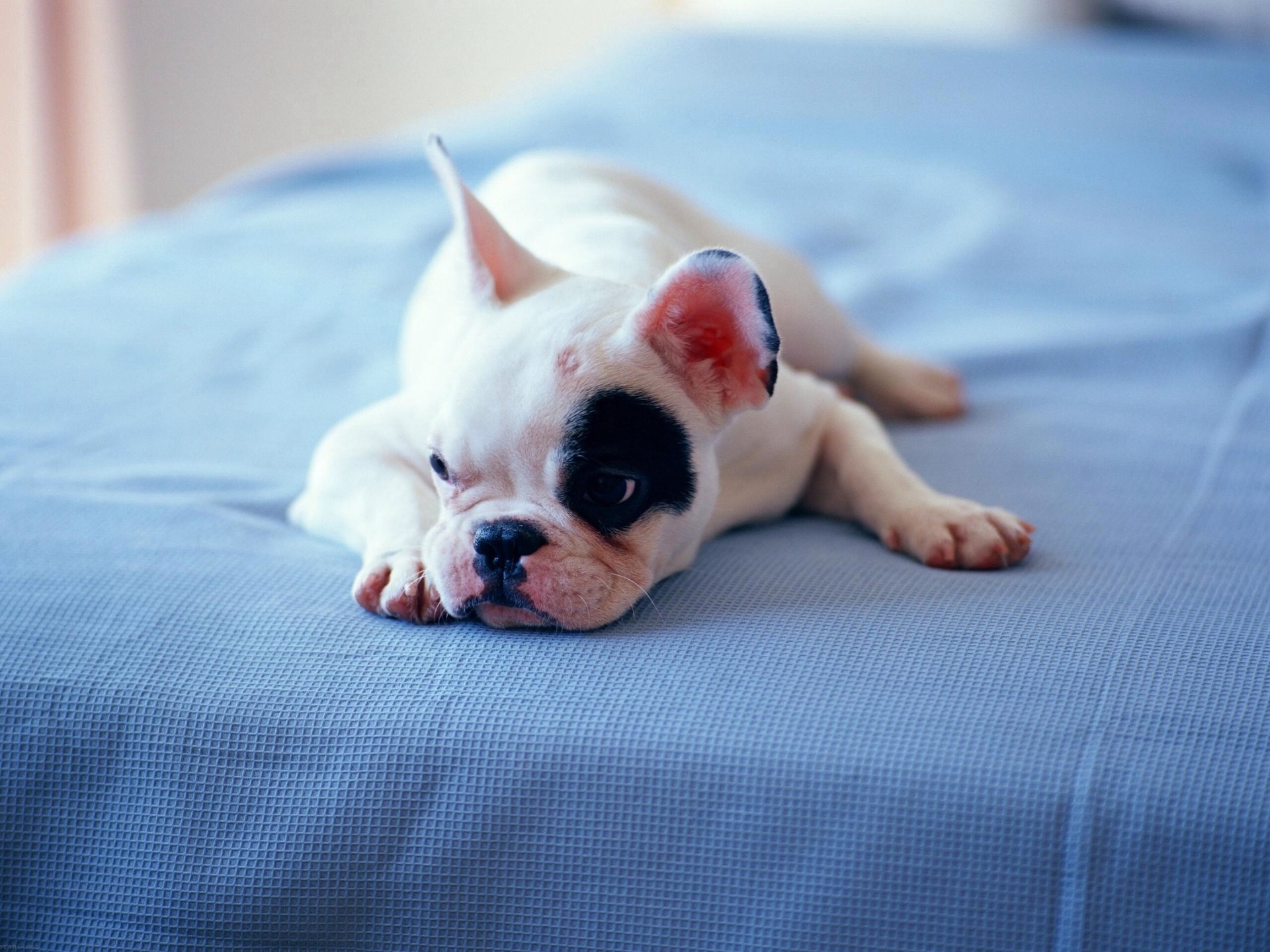 This is Britain Shoot Weekend! example photo