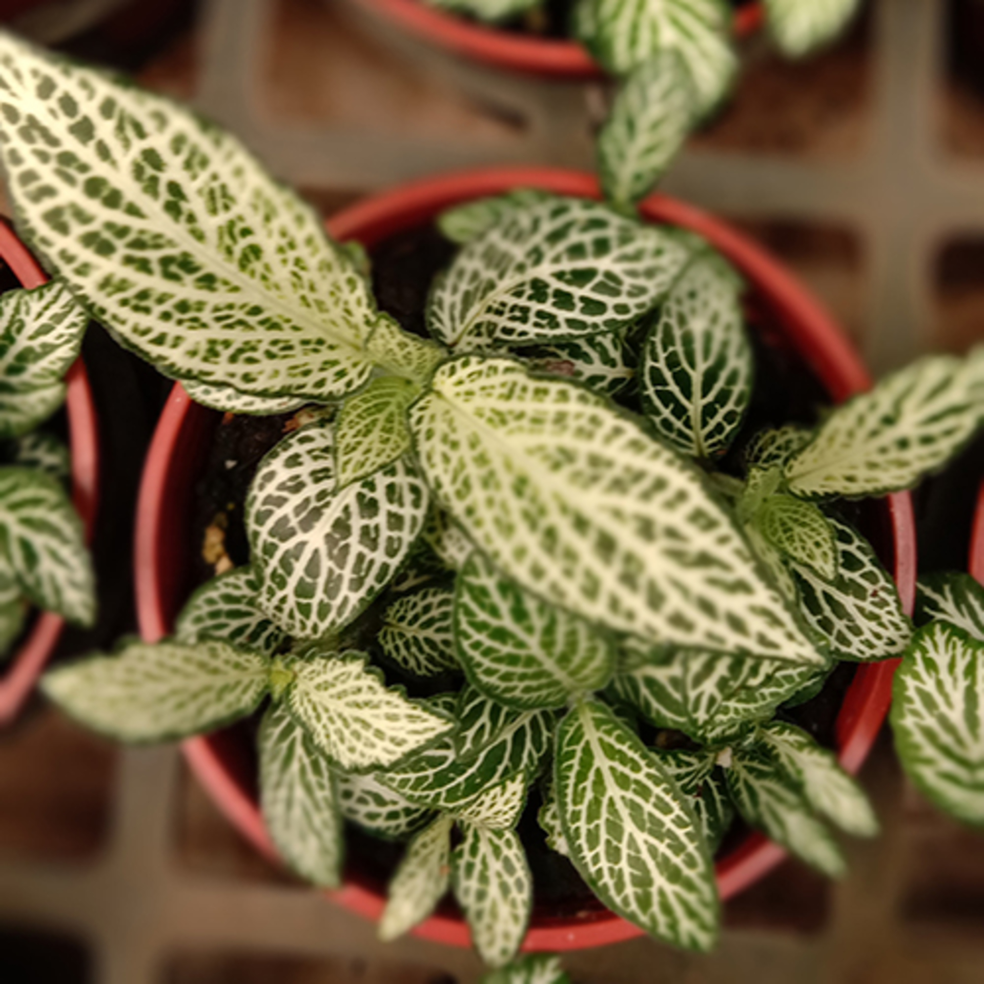 Mobile Series: Plants example photo