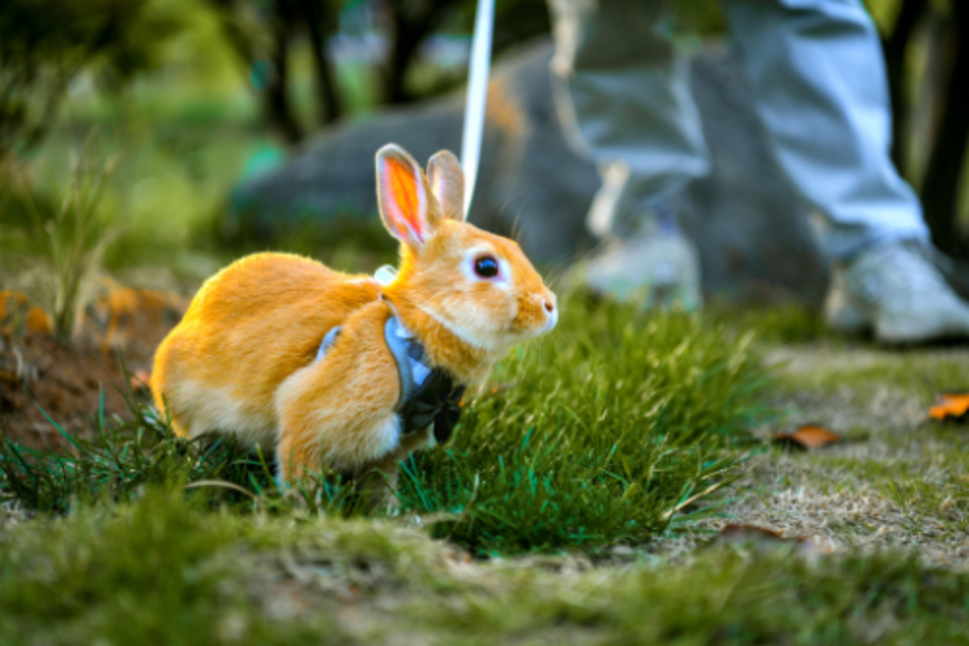 The Year of the Rabbit example photo
