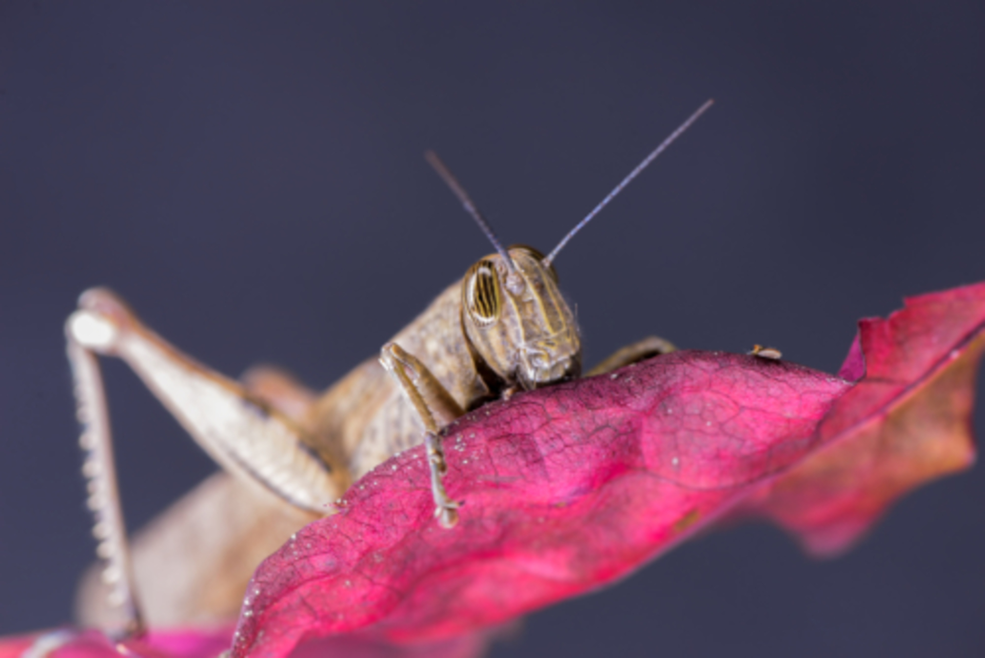 🏆 Photo of the Year: Macros & Abstract example photo