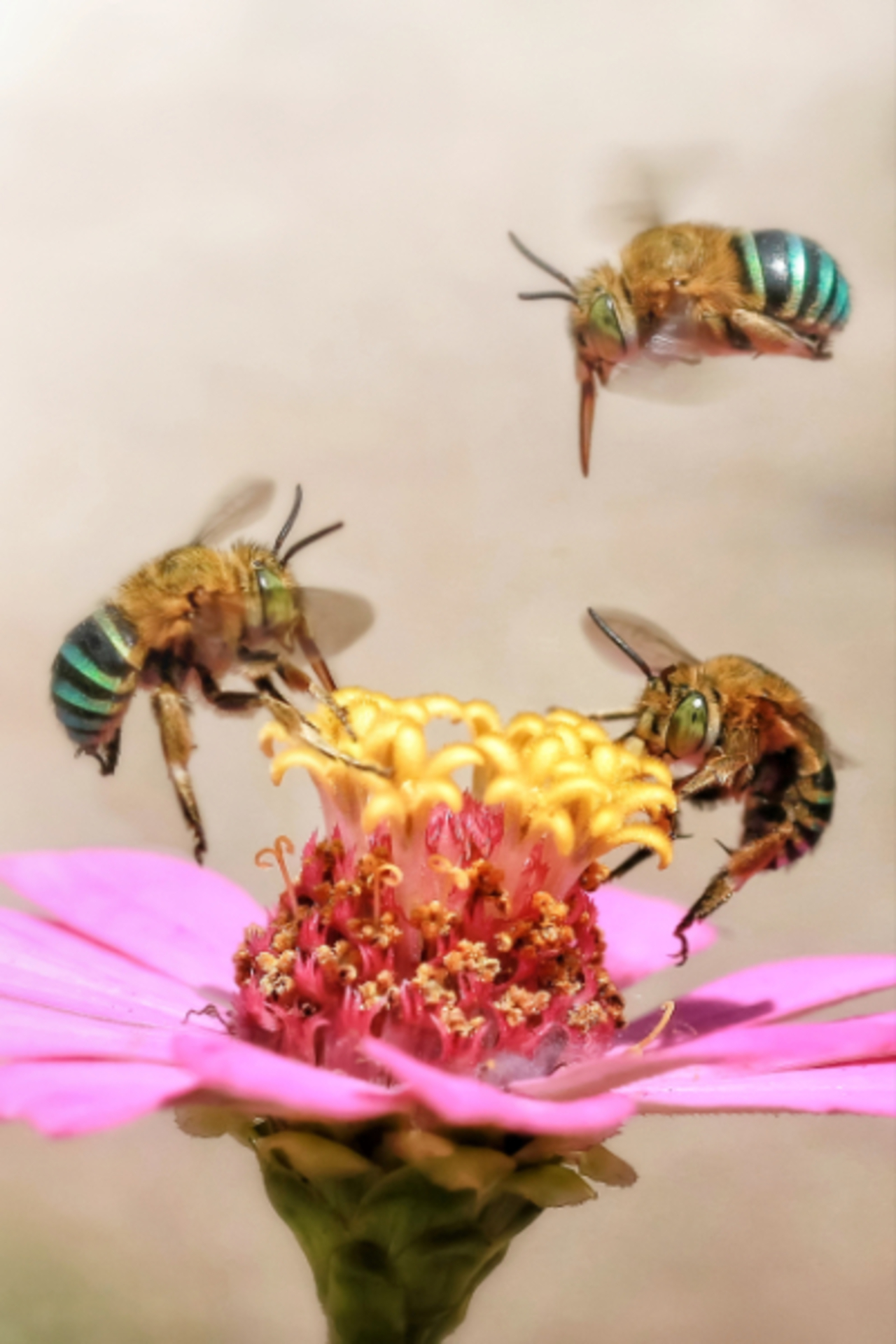 Giving mission: Beeeeeeeees! 🐝🐝🐝 example photo