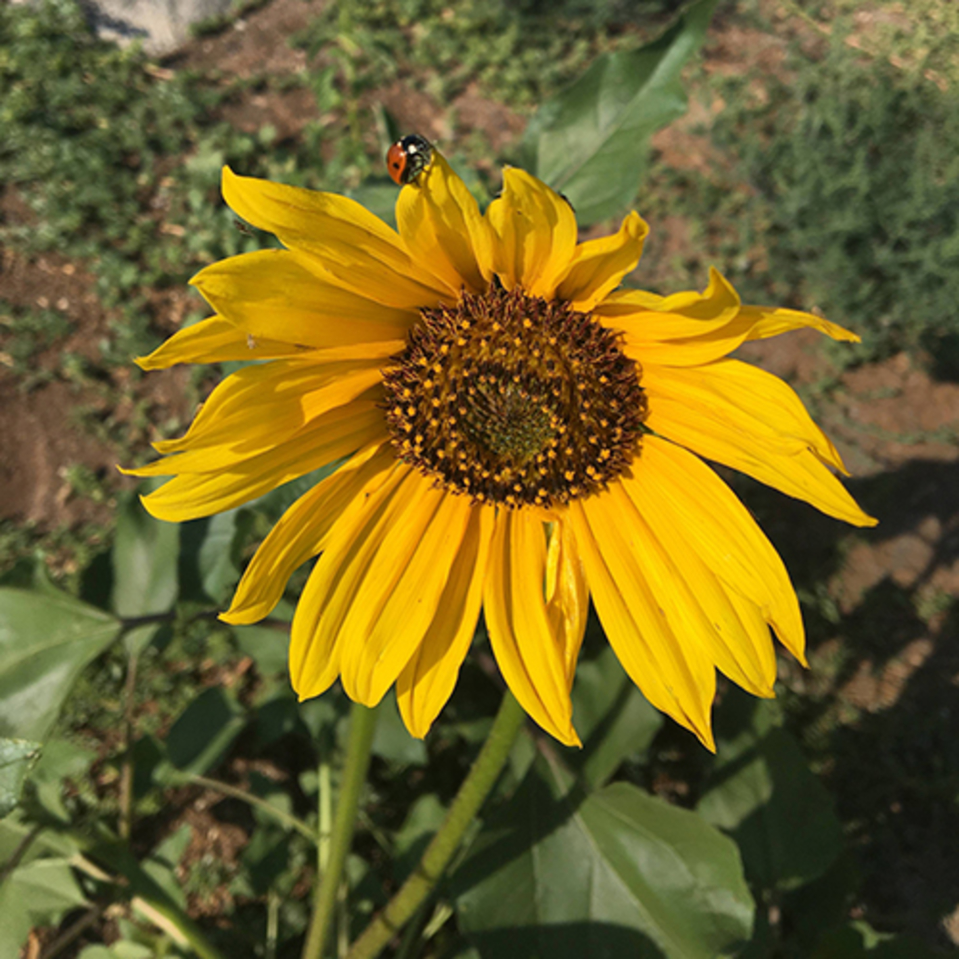 Mobile Series: Plants example photo