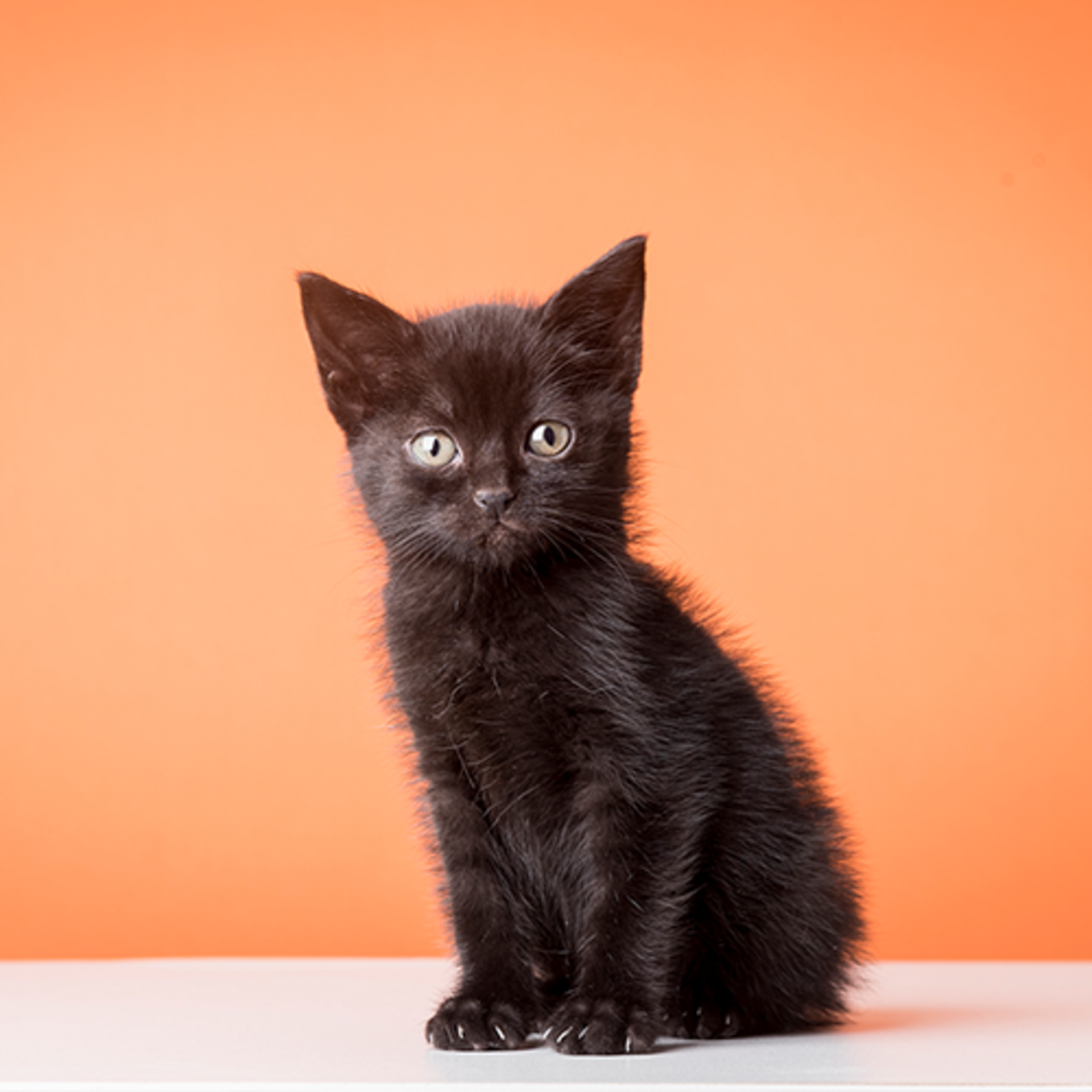 Mobile Series: Animals example photo