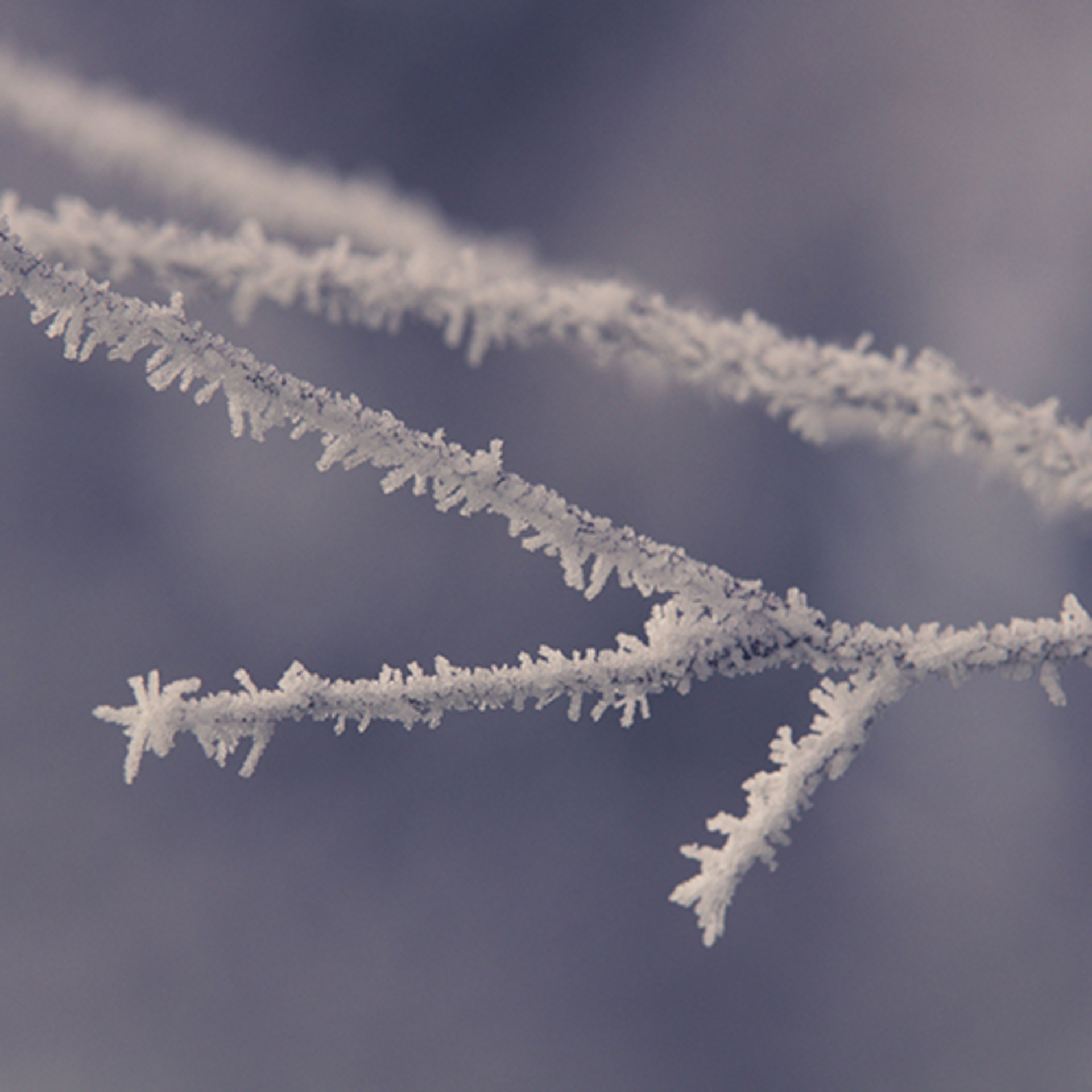 Frosty Marvels: Nature's Icy Artistry example photo