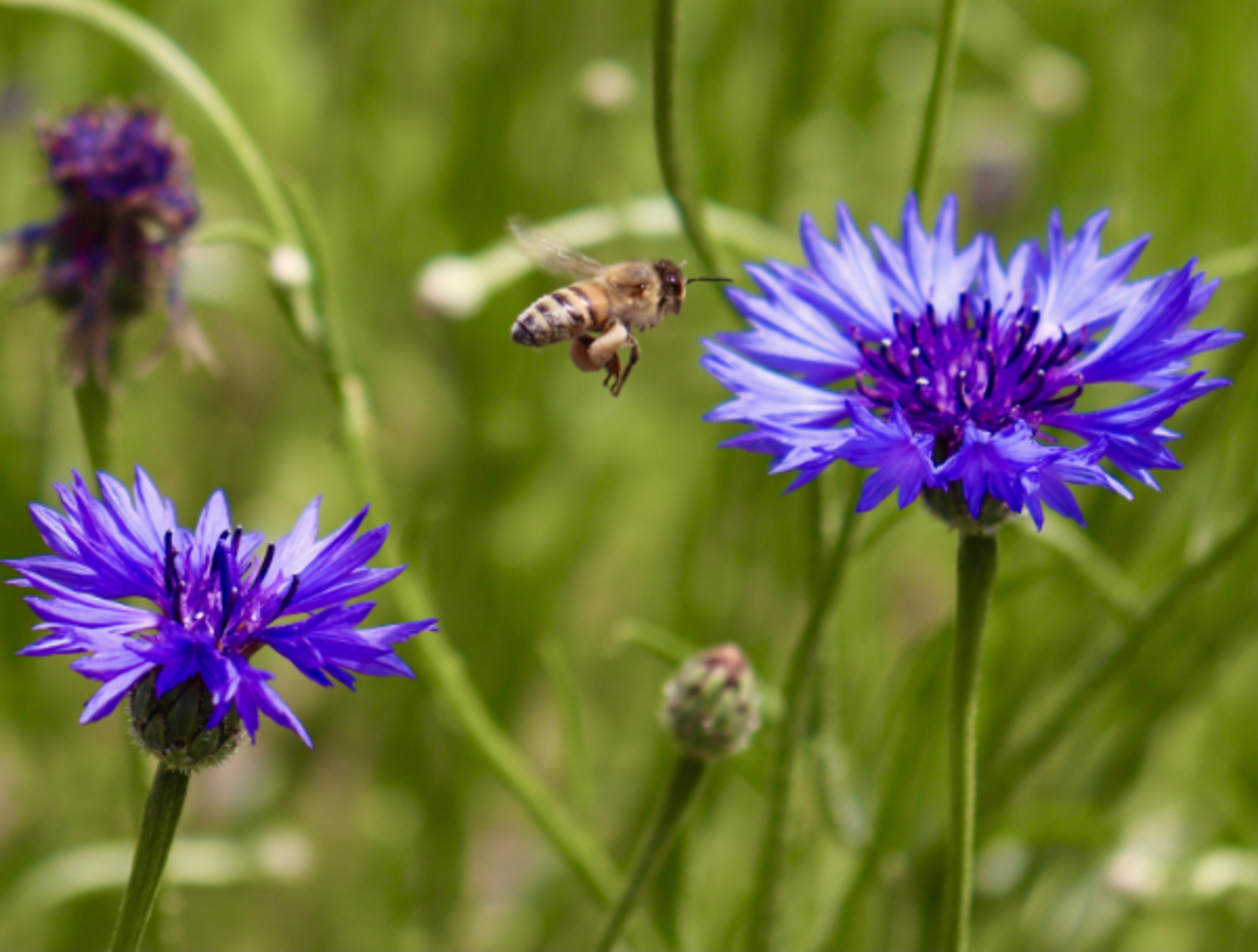 Giving mission: Beeeeeeeees! 🐝🐝🐝 example photo