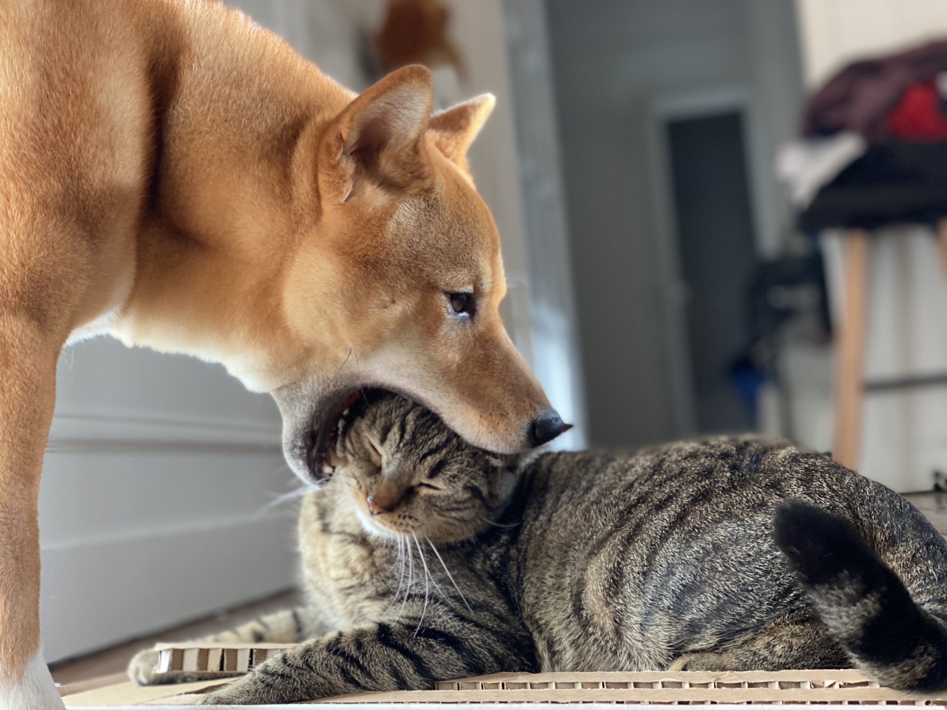 A Dog and its Food 🐶 example photo