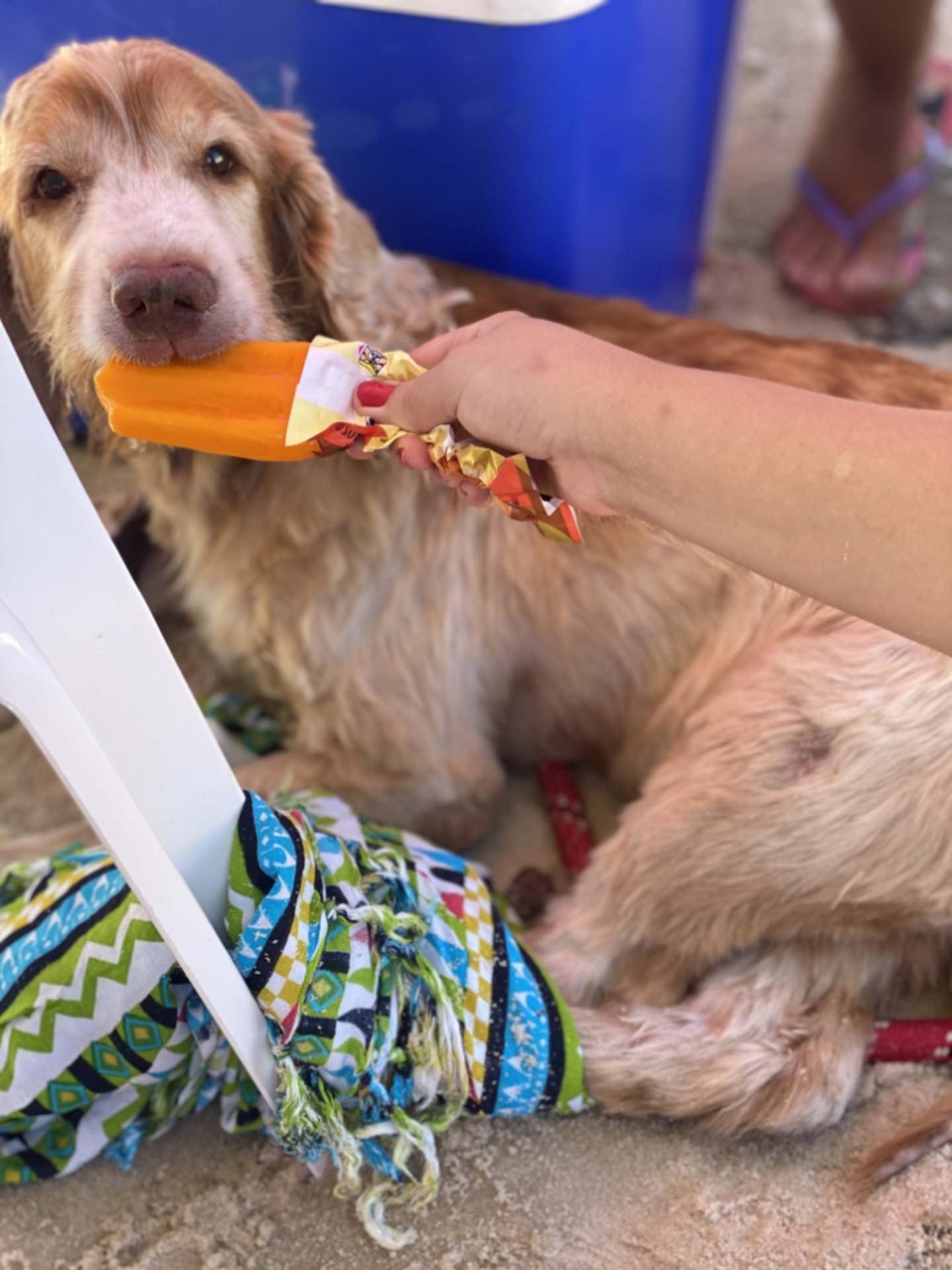 A Dog and its Food 🐶 example photo