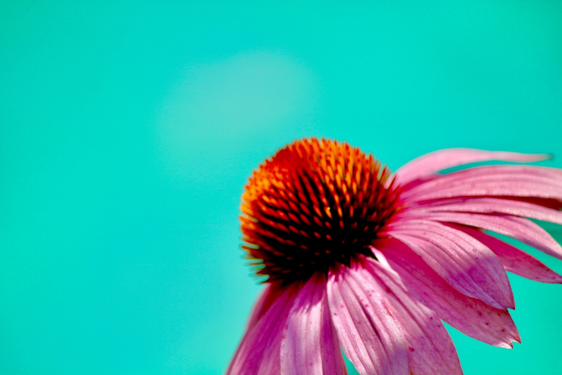 Pop of Color! example photo