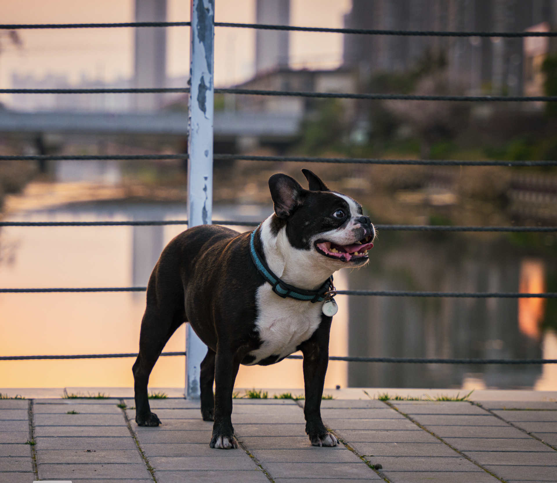 ⏰ Quick Mission: Animals Spotted on a Walk example photo