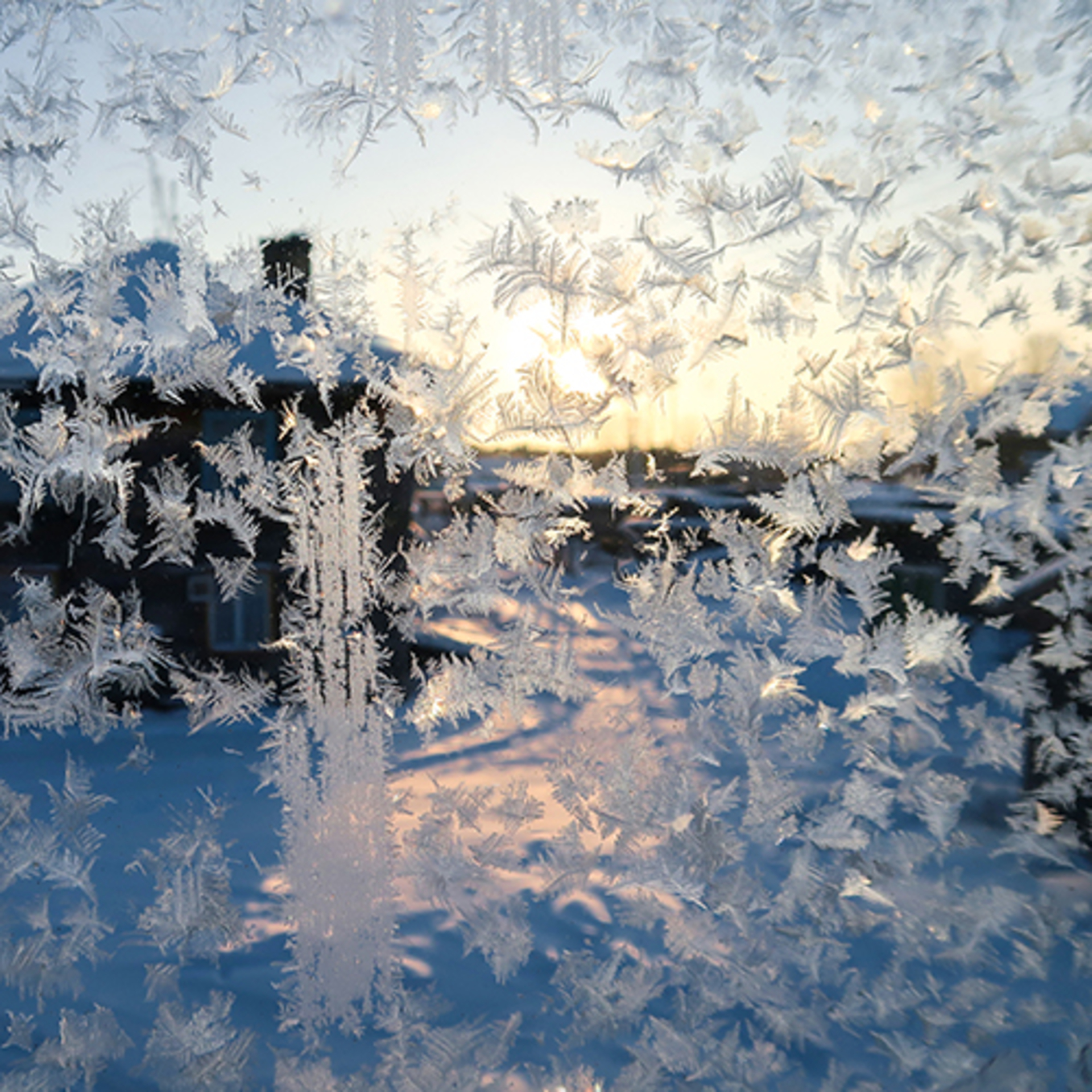 Frosty Marvels: Nature's Icy Artistry example photo