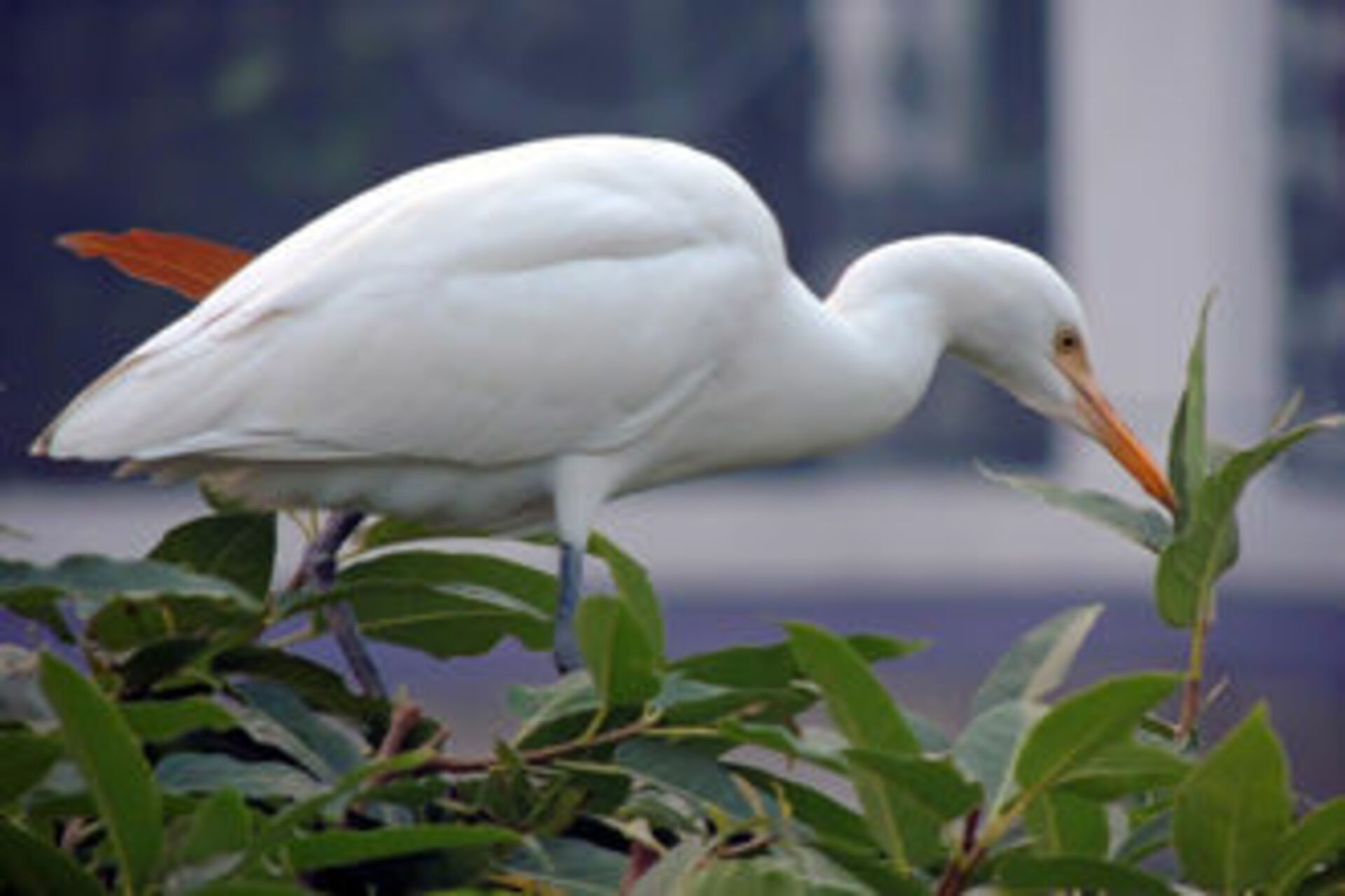 Urban Nature: Wildlife example photo