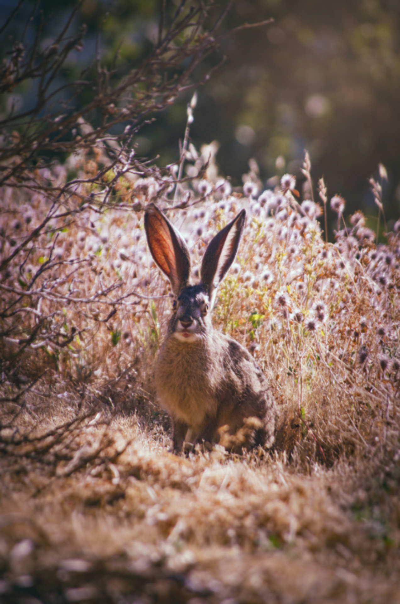 The Year of the Rabbit example photo
