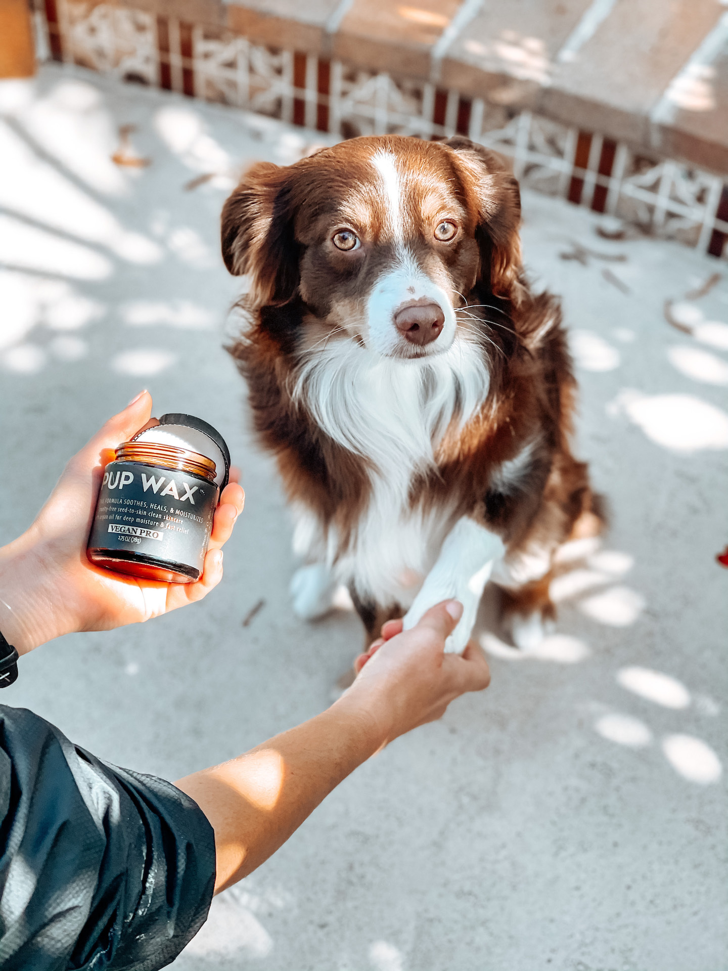 Pup Safe and Fun example photo